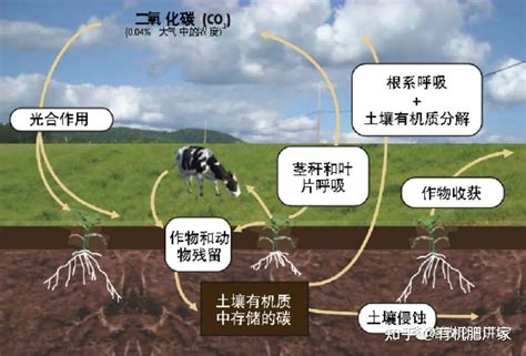 愛嬌之質|爱娇之质是什么意思？